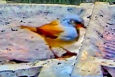 livebirdspoland_435160fd6984cd6cfc573a65503884a3.jpg