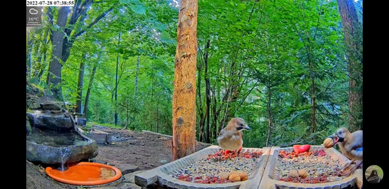 livebirdspoland_cff636051ffa5116433cd025fb229d40.jpg