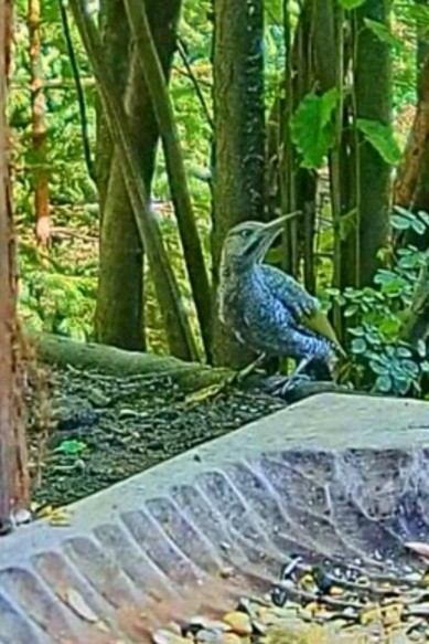 livebirdspoland_b957f95f2e7a1d4d1c5863c8ce106b70.jpg