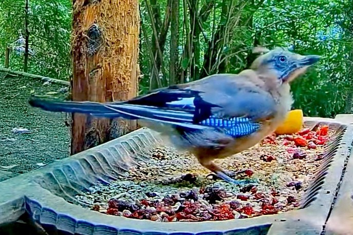livebirdspoland_e6351f65c59c117765f0edd42ea6e34f.jpg