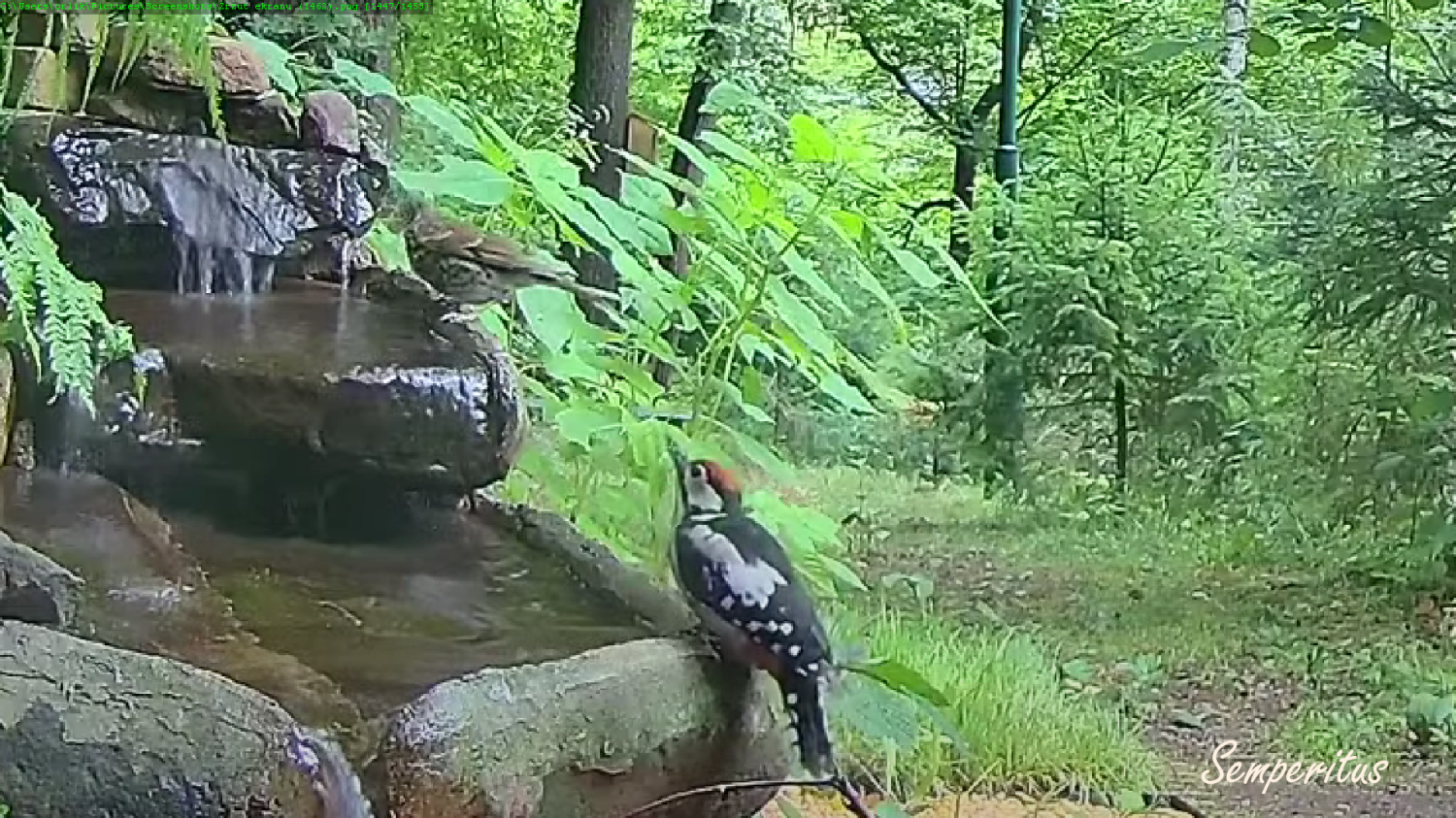 livebirdspoland_608af875059da8f0ab02945c1d6105dd.png
