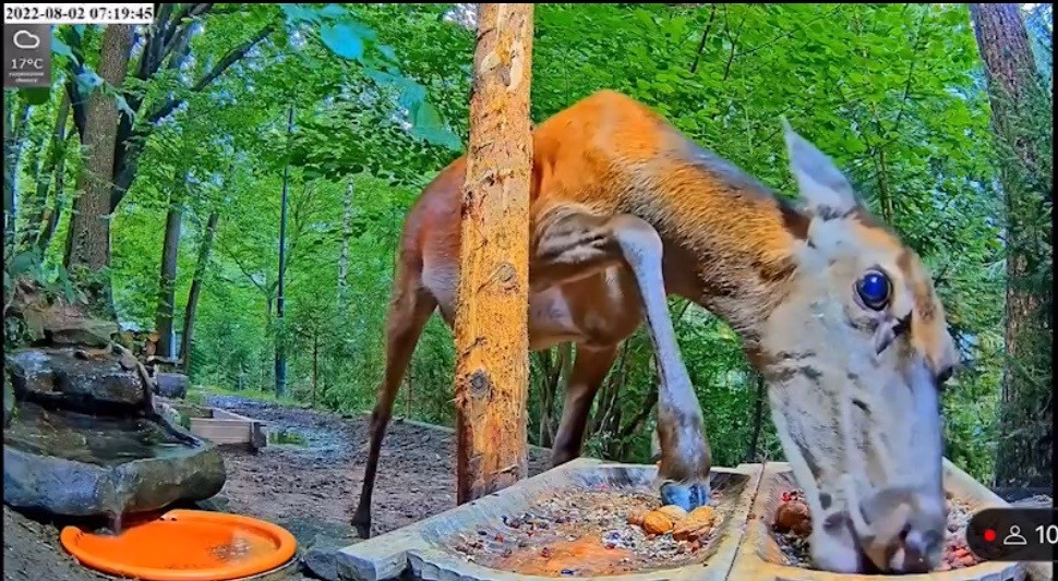 livebirdspoland_f5e0edcfd65d714c0ee039712ff2b319.jpg