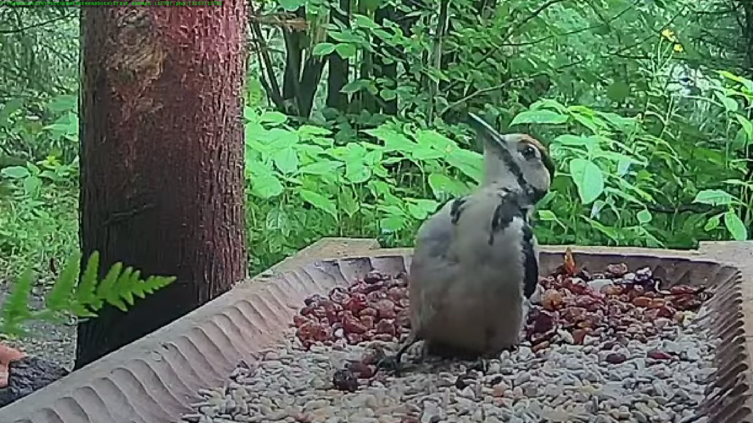 livebirdspoland_5b368cba04c203b0a5d62ae84d308a03.png
