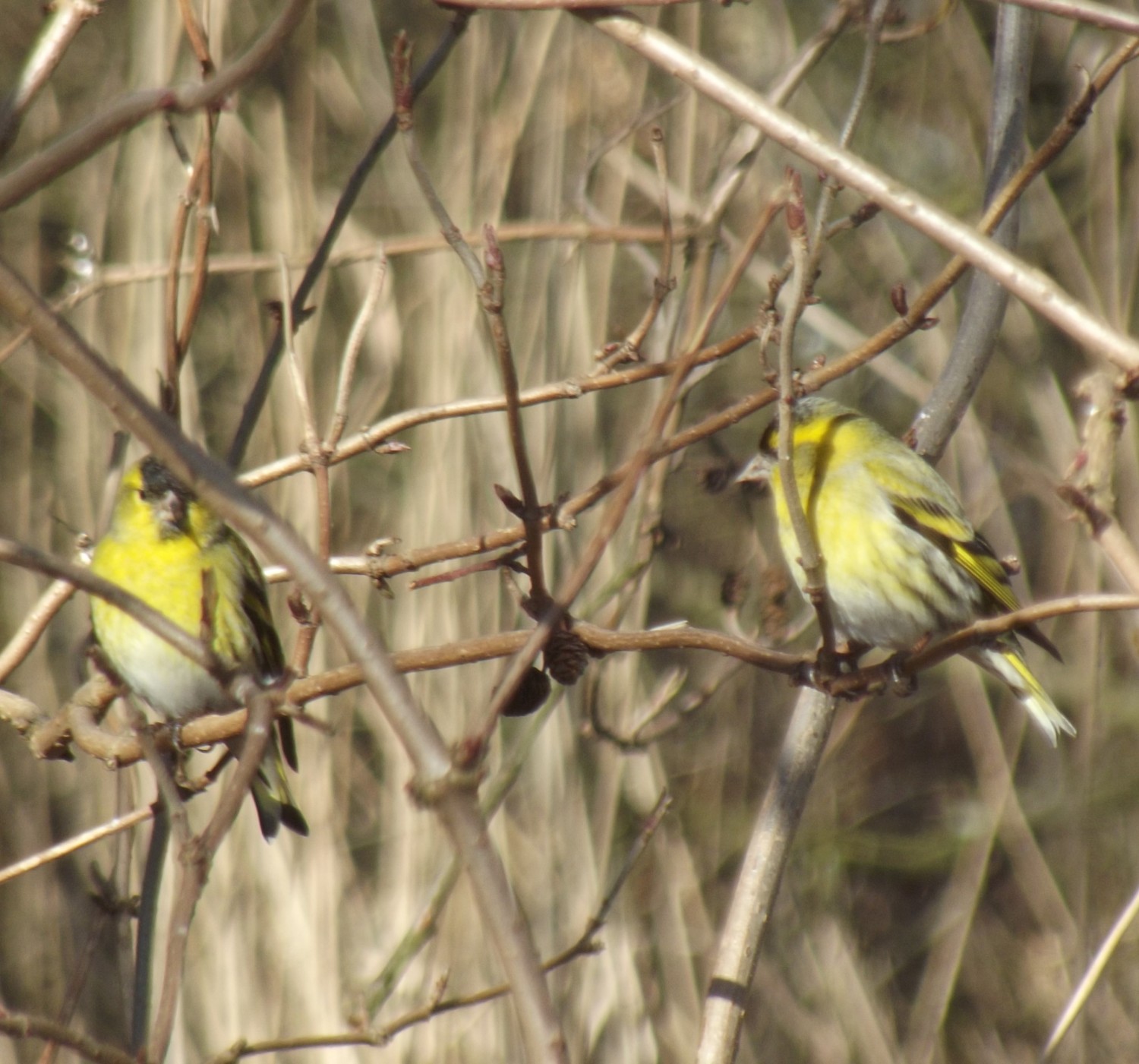 livebirdspoland_ca5827cce6662afc3ceb1c977983862a.jpg