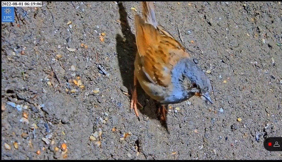 livebirdspoland_e7627d72143868e0ea4c0015a1fe53bd.jpg