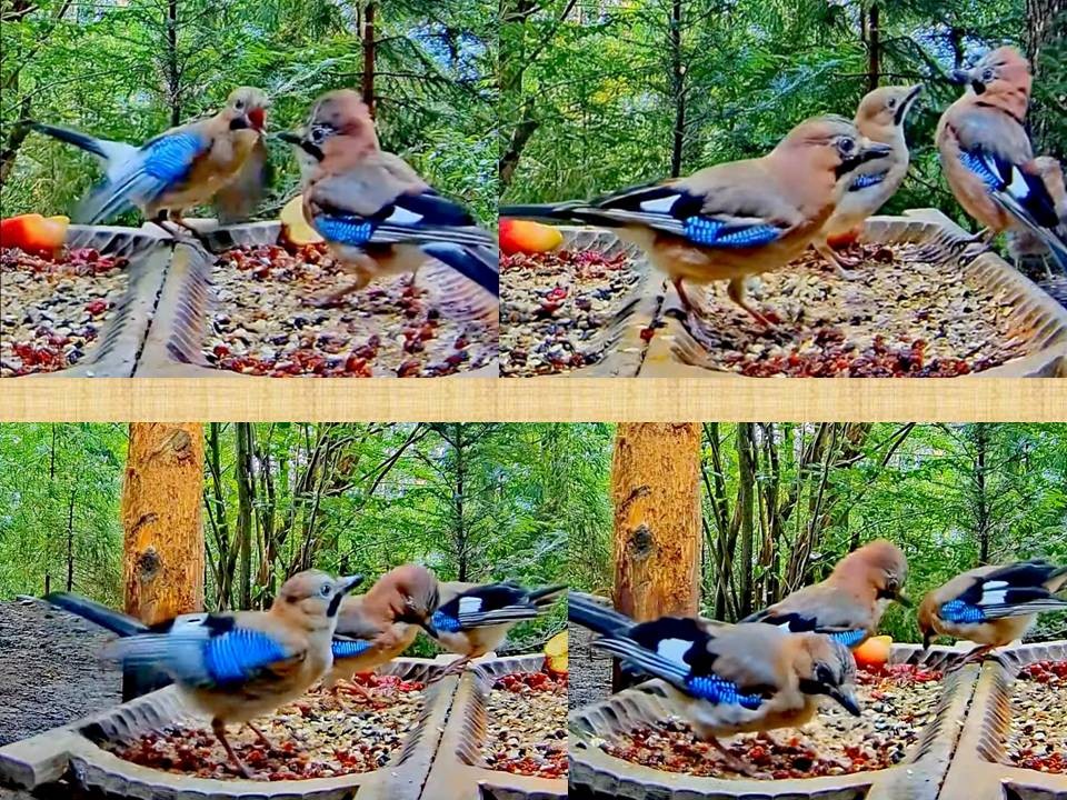 livebirdspoland_95964d8a2ca99c3c682c784fe0e4884b.jpg