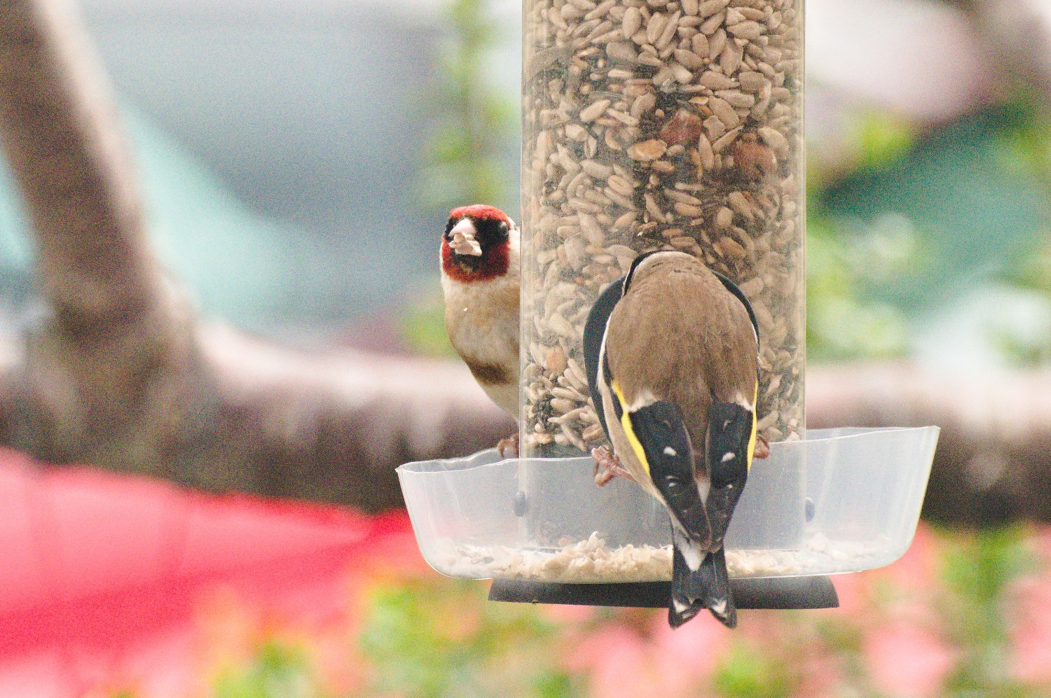 livebirdspoland_6e8c7a34a377e1f686d7343bfcf7abe3.jpg