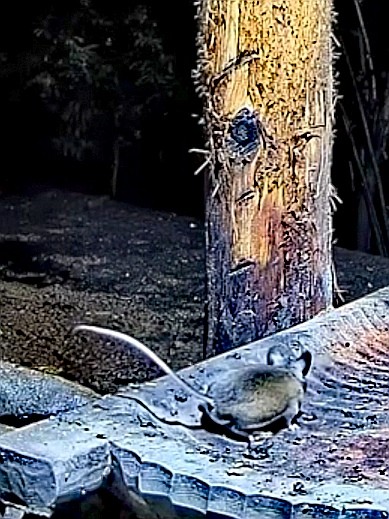 livebirdspoland_e3f79c605fd0a85a914210826544ec3e.jpg