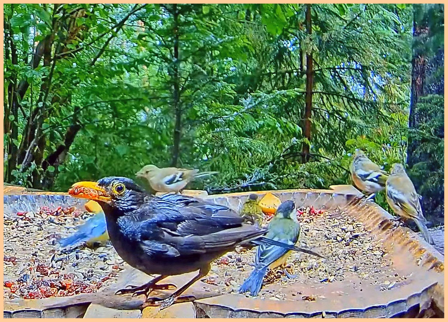 livebirdspoland_0800a06eb7fcab2579aef483c3069a4b.jpg