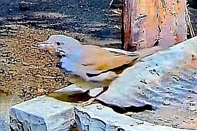 livebirdspoland_cd957f4924b805d096fd96b169357a80.jpg