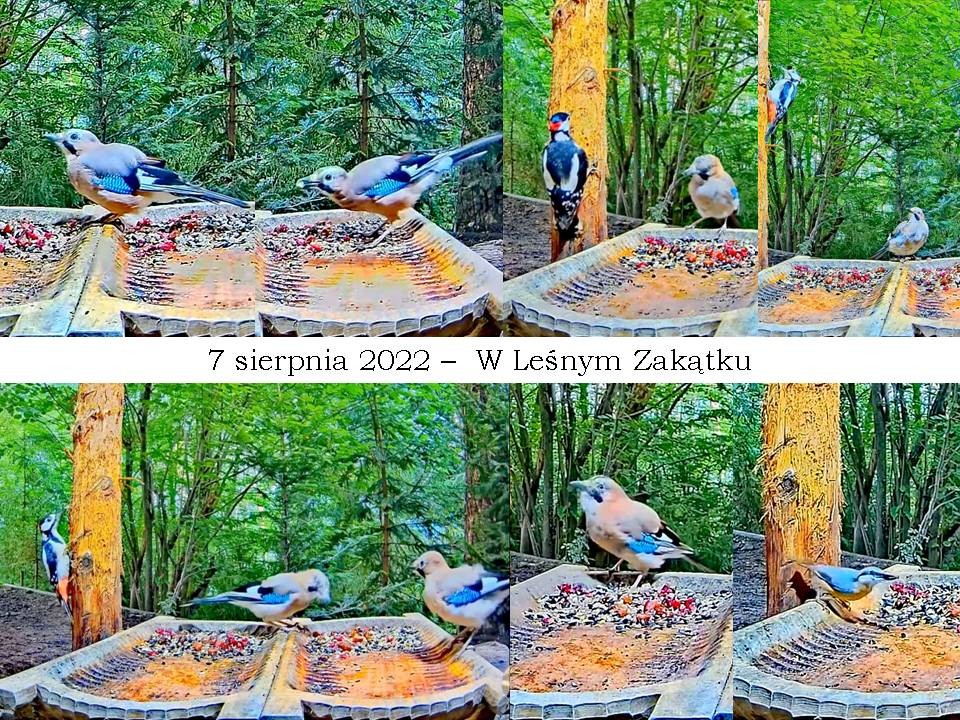 livebirdspoland_72c66dfddffe650de923fe66c3c9de6f.jpg