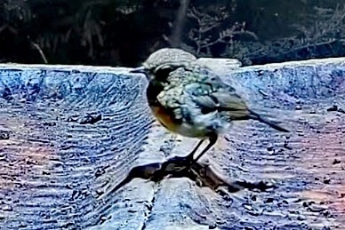 livebirdspoland_7bc4b01b6c3f47585ec379b7b64a81cb.jpg