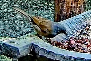livebirdspoland_138f3e2ba7e8f89683e0689dac361a58.jpg