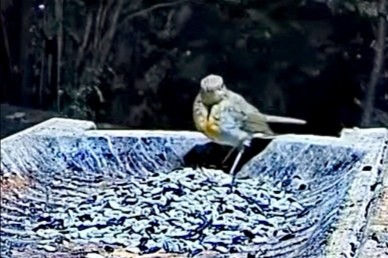 livebirdspoland_bdfc5f6d8ac0e4a338ff58da4fdc9161.jpg