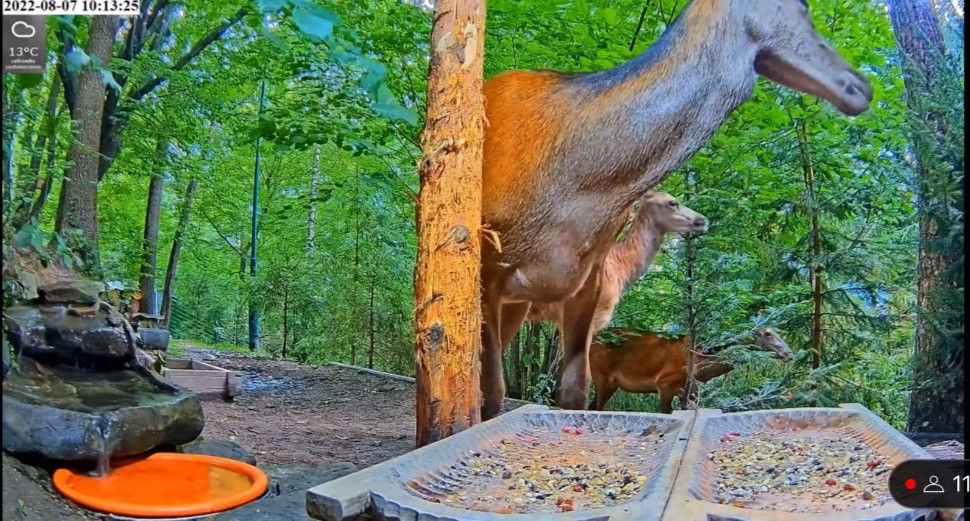 livebirdspoland_1890f6e7a4a05ab0d290b41113e17076.jpg