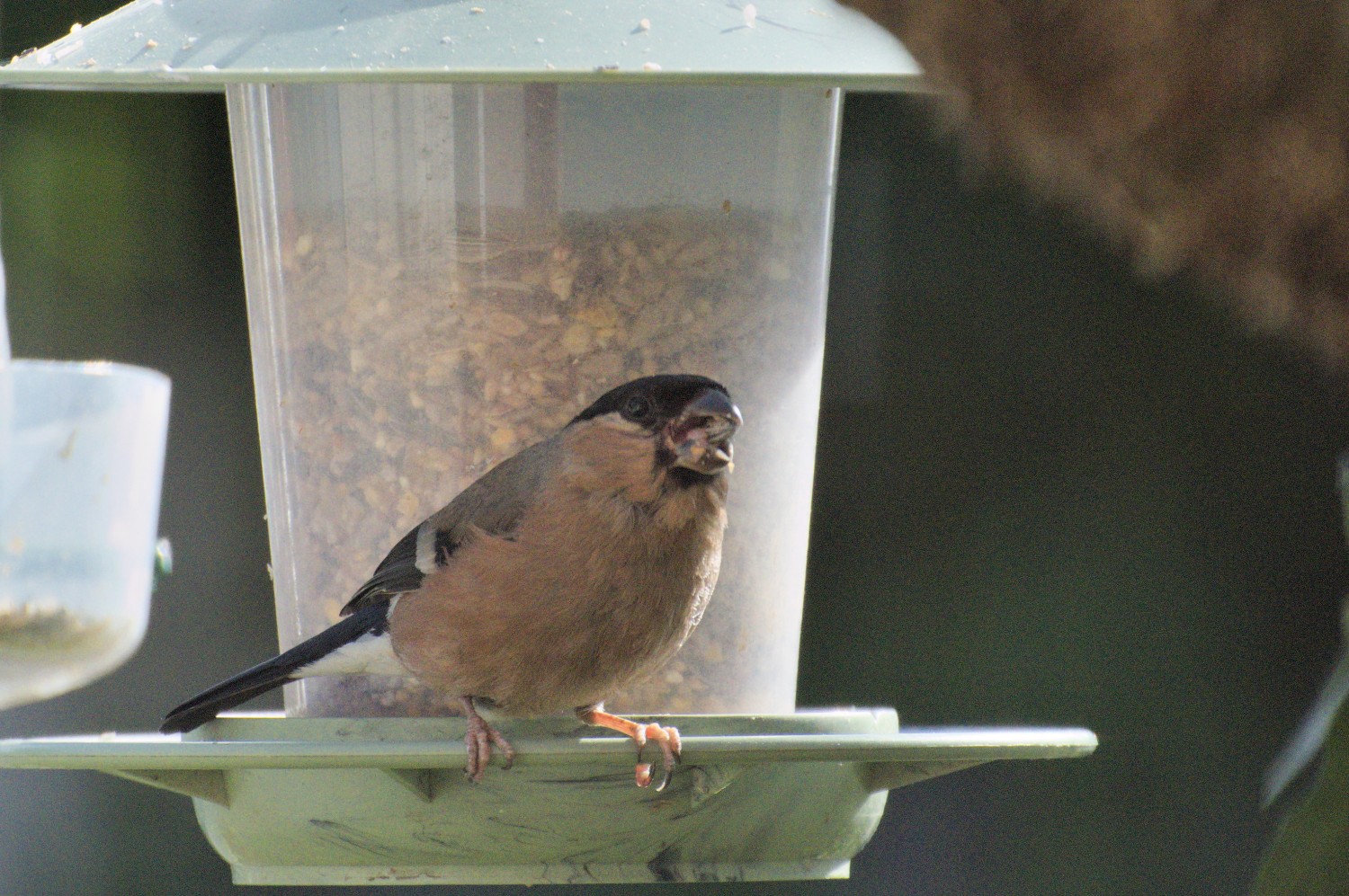 livebirdspoland_4eb030ac81fd21172ef4cd5e36ccf422.jpg
