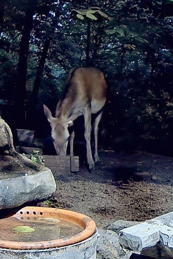 livebirdspoland_6bae68202a828a7fed4495967d2c527c.jpg