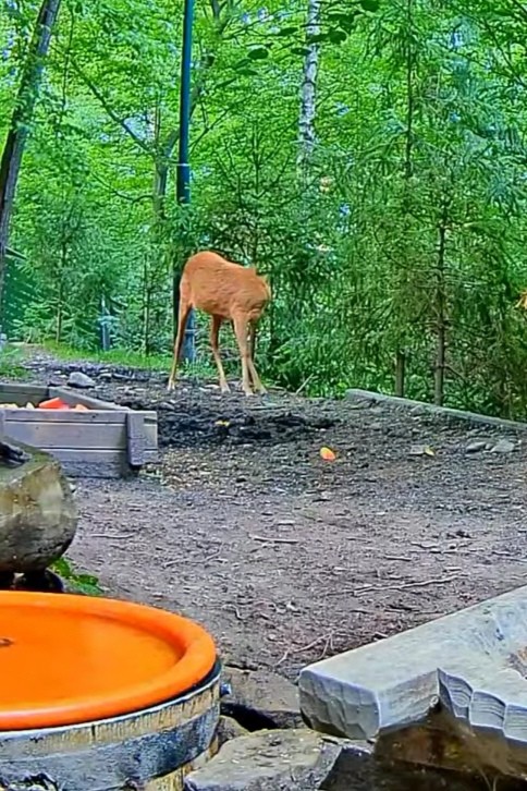 livebirdspoland_f705a1ba4694a8450d517a7878144b38.jpg