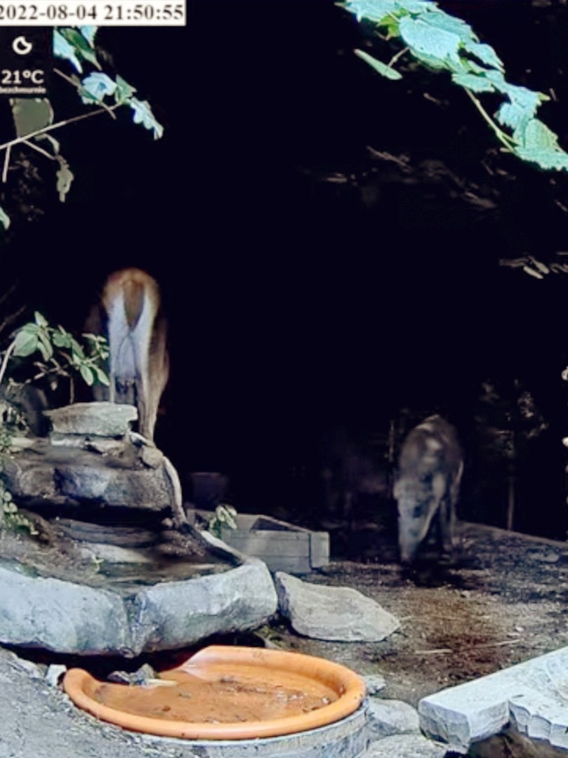 livebirdspoland_77715d5c37ea4c065114a785e6f55970.jpg