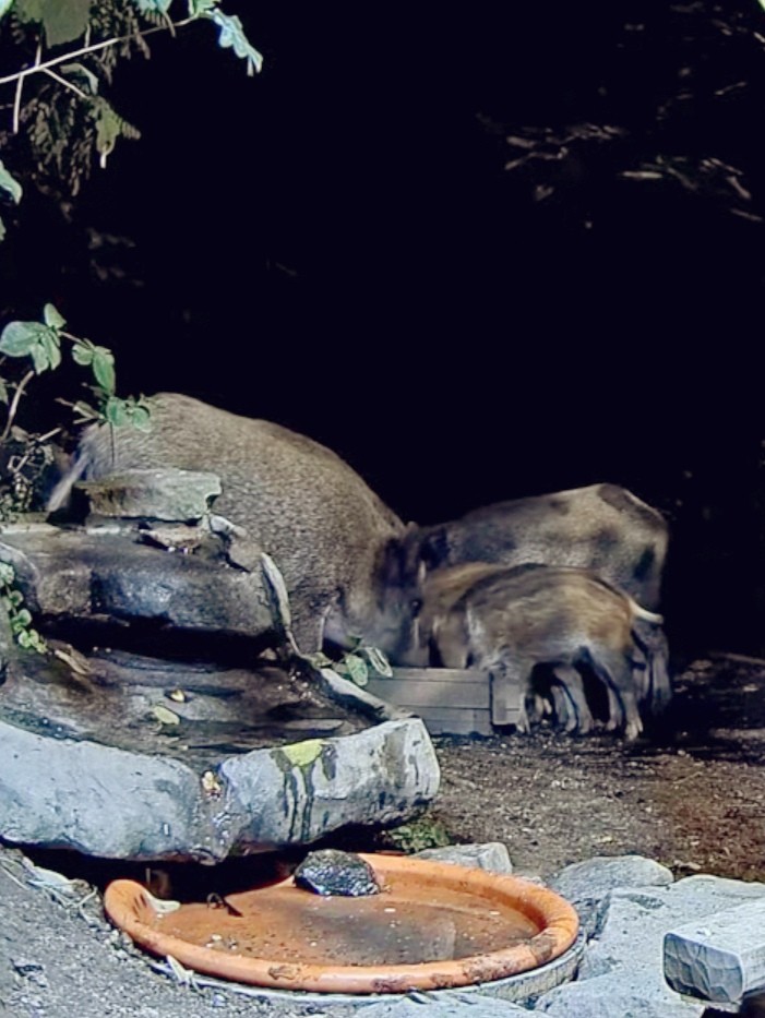 livebirdspoland_d20eec79897ab54df7f73c182df61cae.jpg