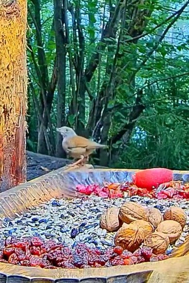 livebirdspoland_78bc442dd18cc017d43219126ca978f3.jpg