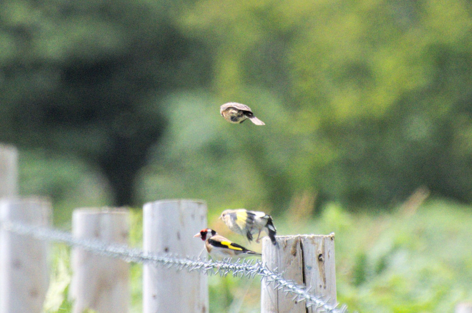 livebirdspoland_d2e8f335ee80e4b770639f251495647f.jpg