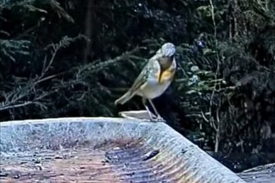 livebirdspoland_f7ad00ad27b94fa1766bbdf6401826eb.jpg