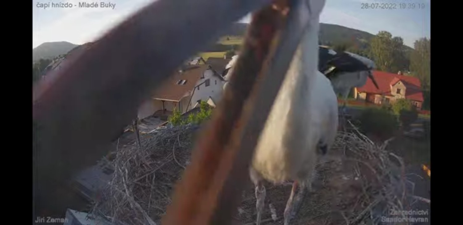 livebirdspoland_892d4eb2afff8d48558e992632ce3966.jpg