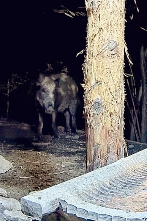 livebirdspoland_54d4e47155151ffdcb6eba018dbe5afa.jpg