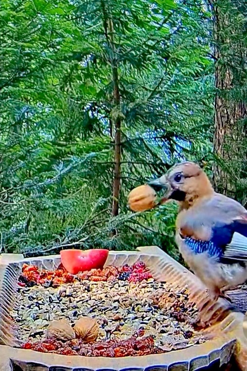 livebirdspoland_531ef71d0d35dc13e57fdab20bb0dba0.jpg