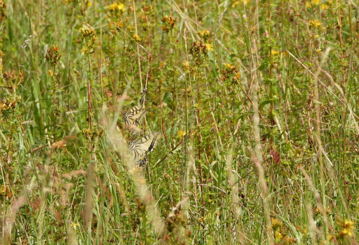livebirdspoland_7b3dcd30512bd8f16a92678cad9bb383.png