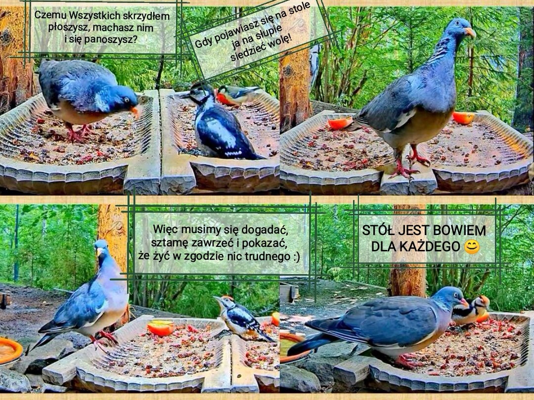 livebirdspoland_3da4c8ae20bd5f9f8b704a0873db523c.jpg