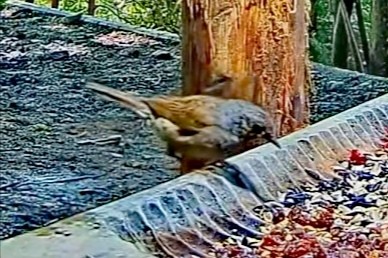 livebirdspoland_5277ff94f514b5bb0929041e8e4e1b0d.jpg