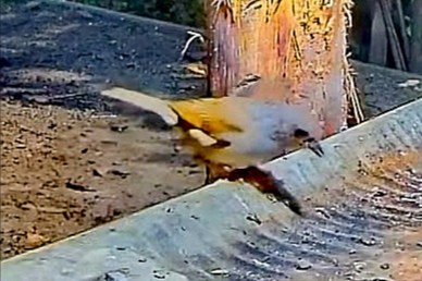 livebirdspoland_f36e22a1e2589985bea09e80d2de75af.jpg