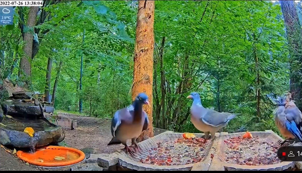 livebirdspoland_b921960ff24eaf8e5fa78d9b685f9de1.jpg
