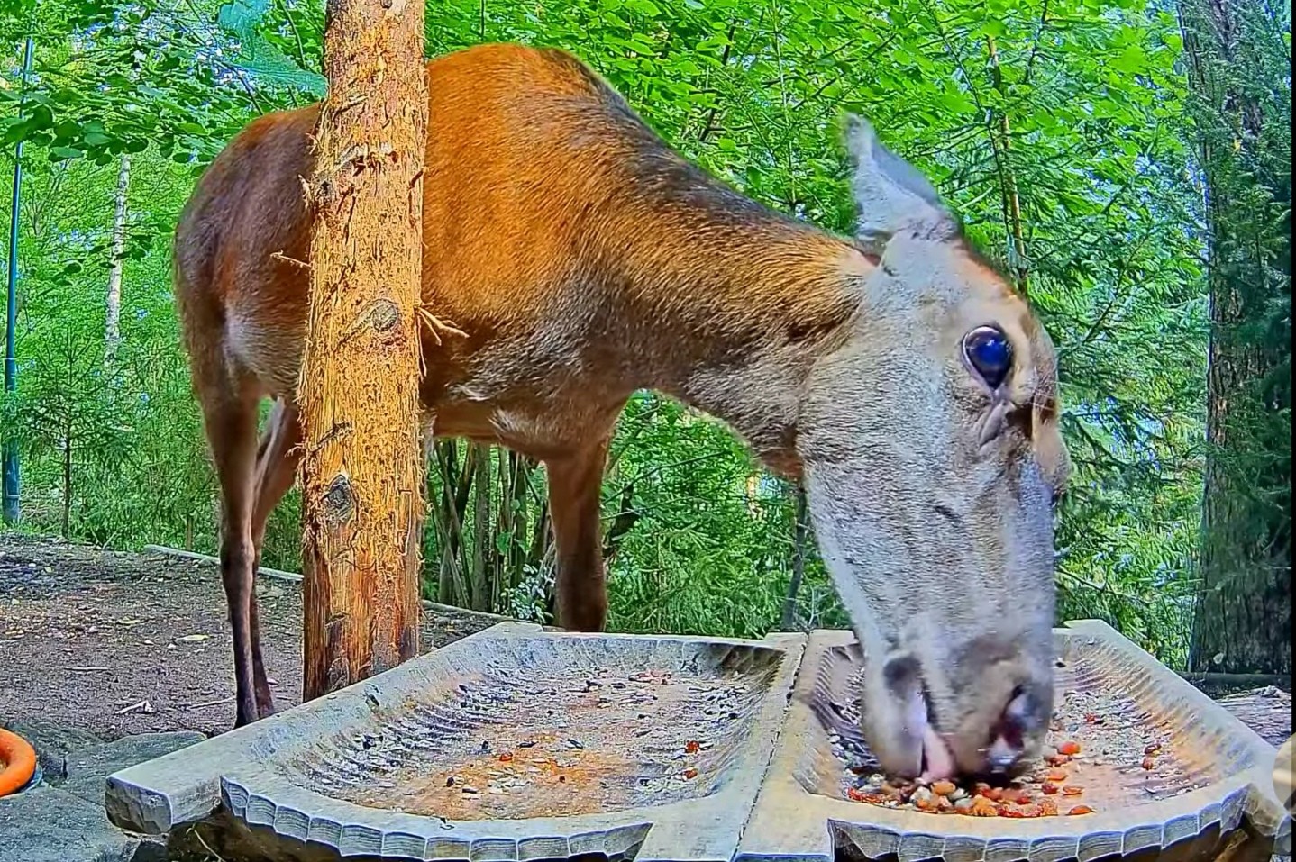 livebirdspoland_b0144367e5d1f11de23f81d1f24d970d.jpg