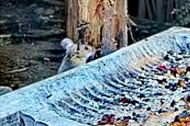 livebirdspoland_72fa16bdbb979cb3297e5d4d92a50a28.jpg