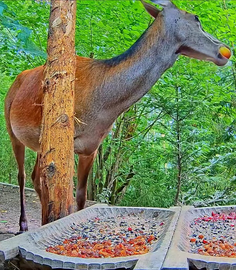 livebirdspoland_a9730587a6abe31ba977b62177b3868c.jpg
