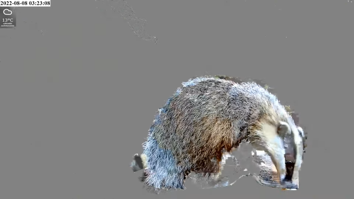 livebirdspoland_654b3d1a3a5e399c192836f29b485a8a.png
