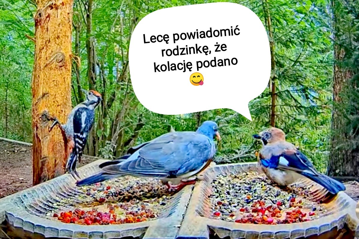 livebirdspoland_b9ba3e310387bf02d363285f7aee4bbd.jpg