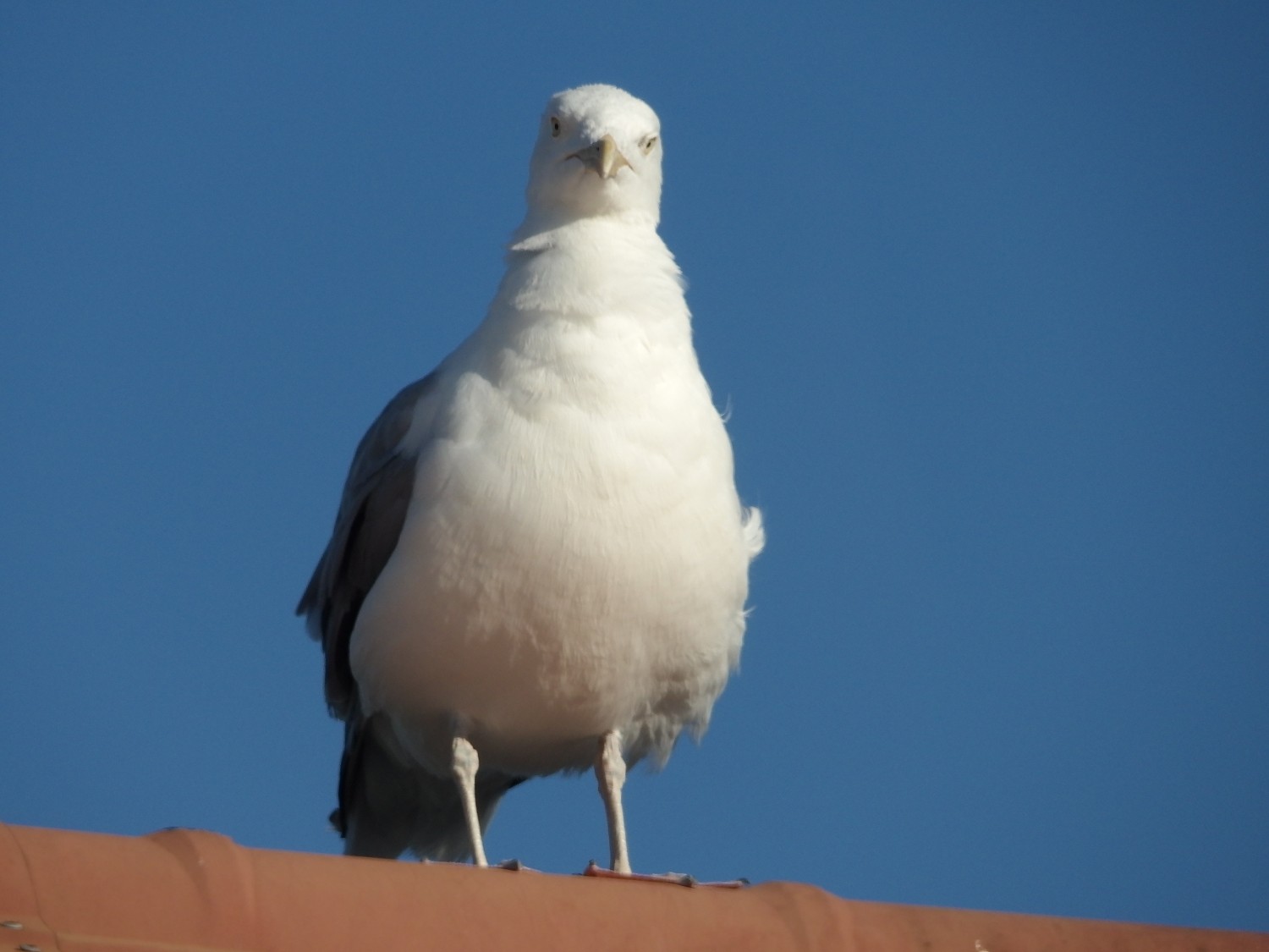 livebirdspoland_09bf22f746f7524452c40e5d7914a074.jpg