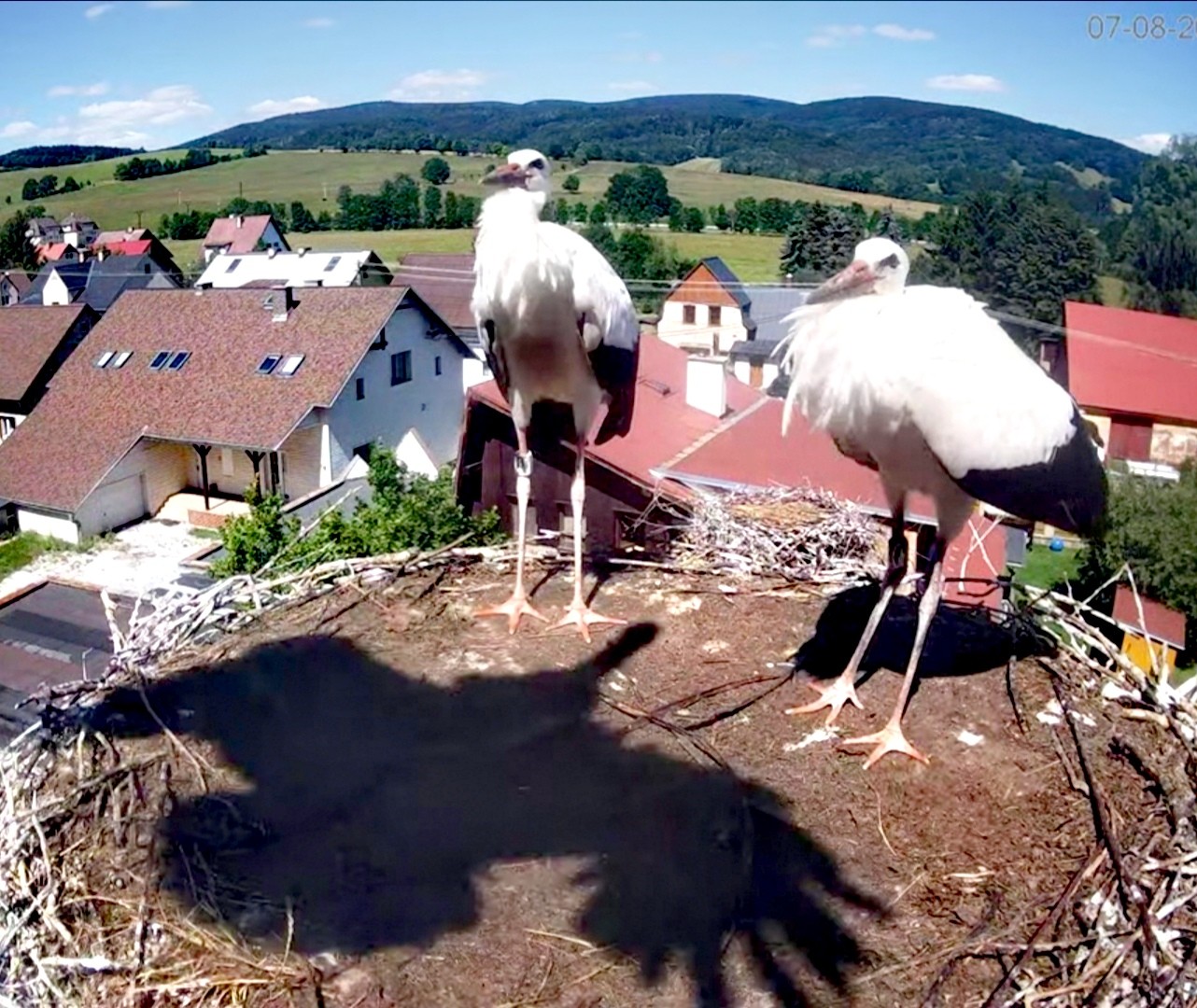 livebirdspoland_02b4d4a973abbf002c208757f6958dbd.jpg