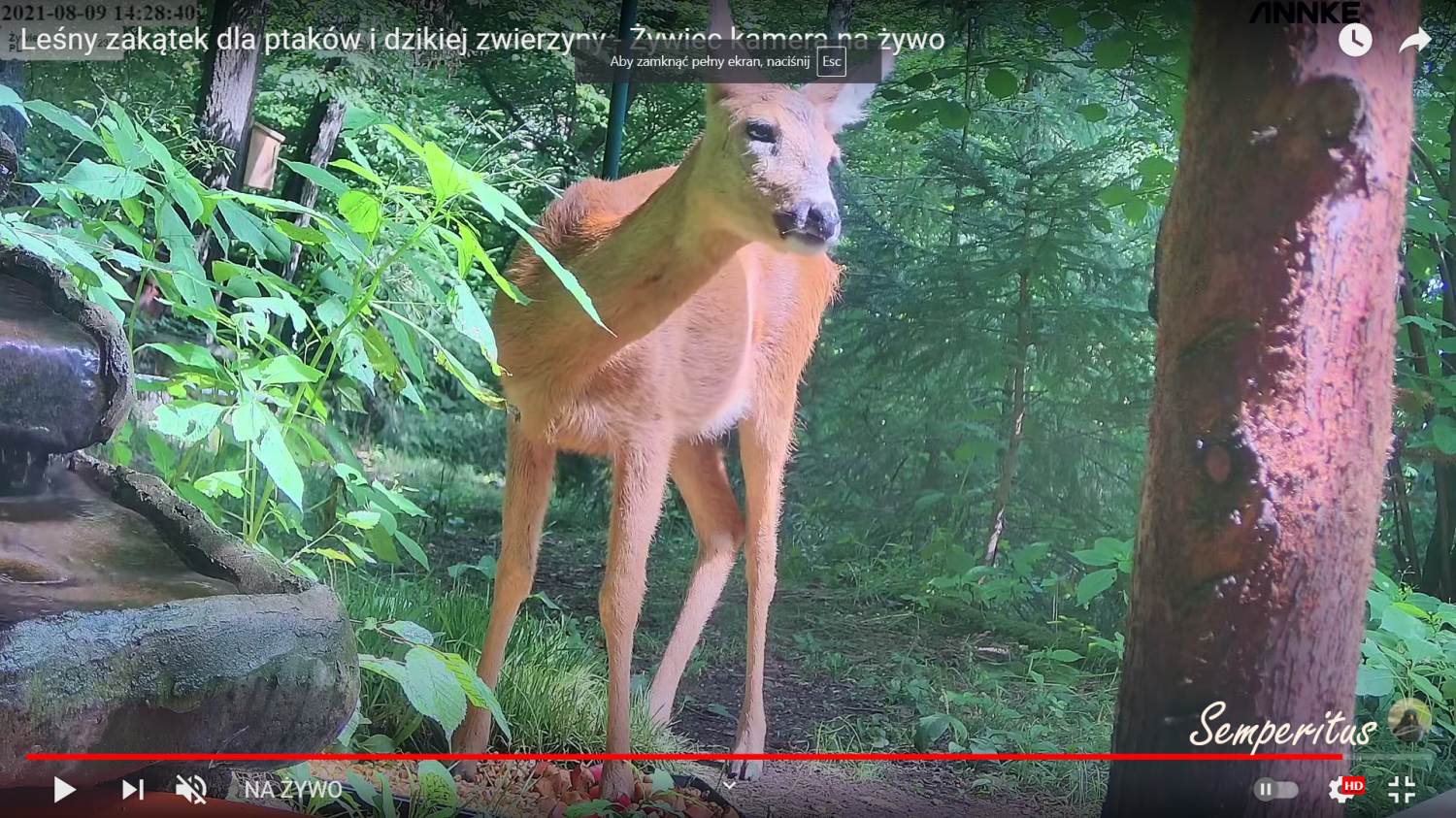livebirdspoland_f5e97716403f3db69995c87e7e7f64ea.png