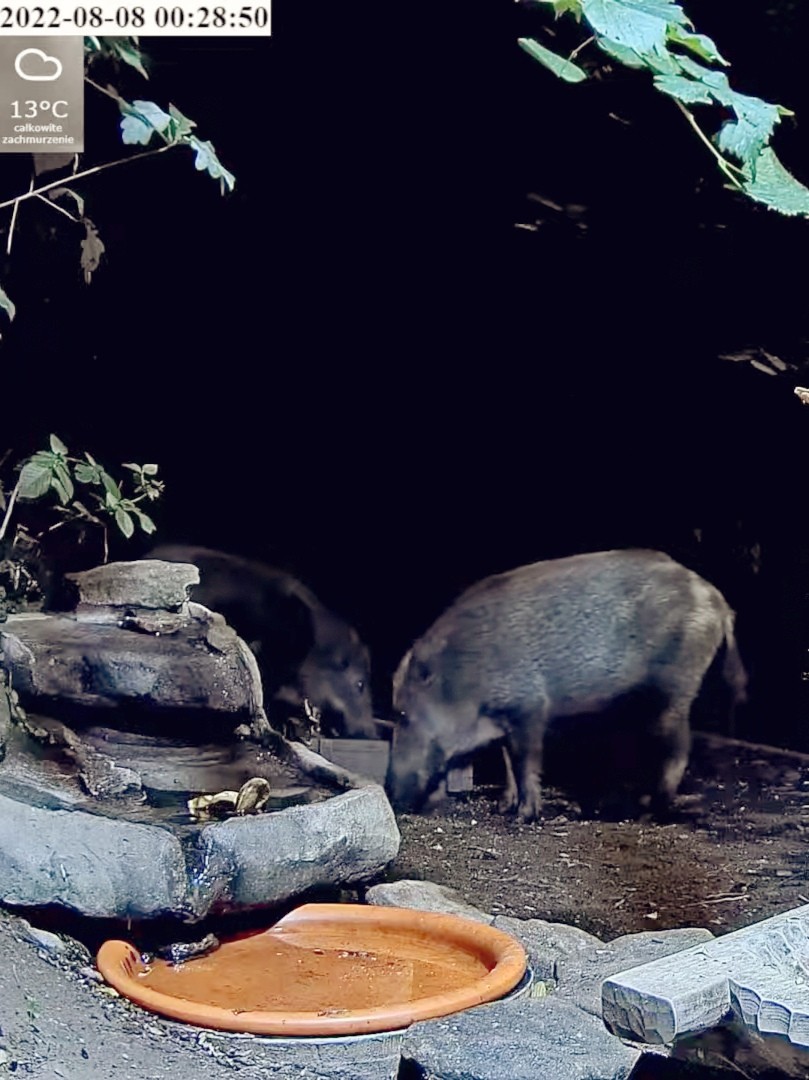 livebirdspoland_fe23e0c463281ed873287227d1504b98.jpg