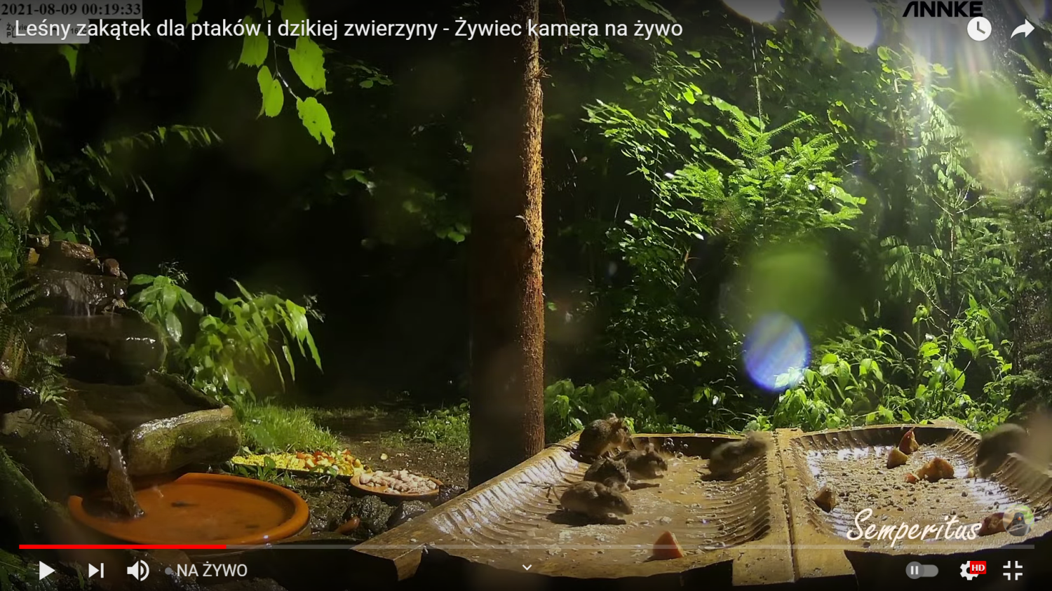 livebirdspoland_ea5a554fd00f34892c97ccf6d80d6d76.png