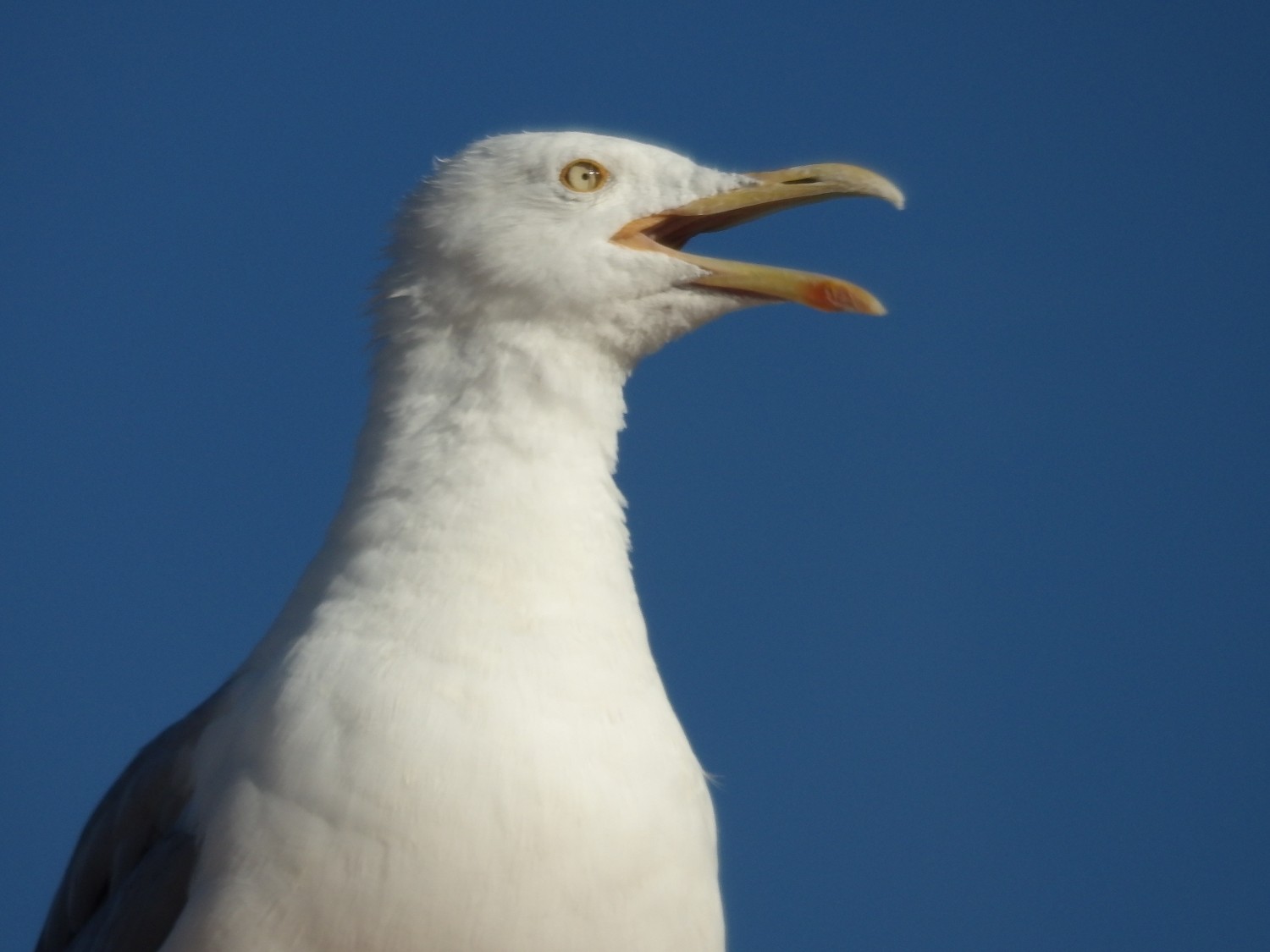 livebirdspoland_20ef040cbc8be4b7ecf49ef8578ae796.jpg