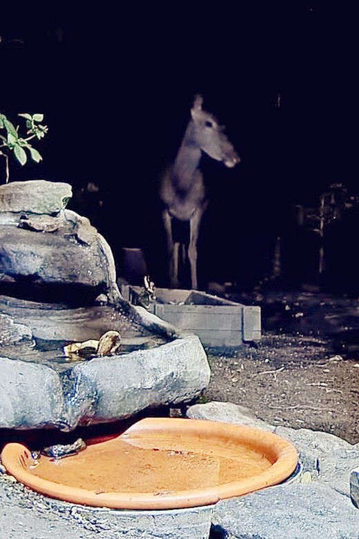 livebirdspoland_6564a591e37ca31dfa2622690dadc5b2.jpg