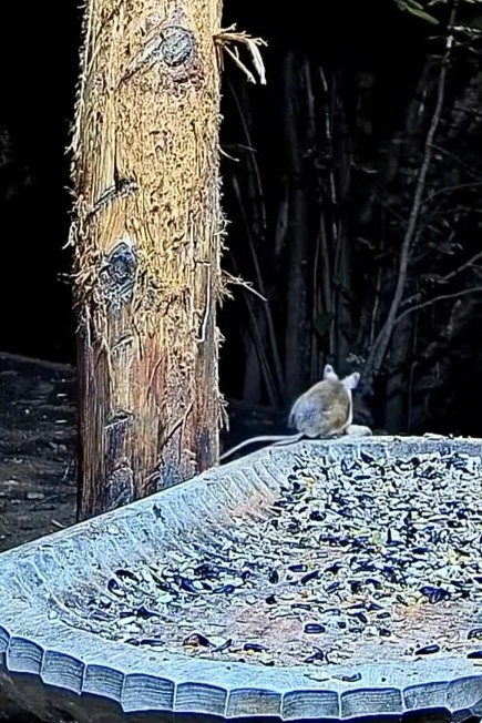 livebirdspoland_210e940582e9ab81bccd6fecf7cd6ed5.jpg