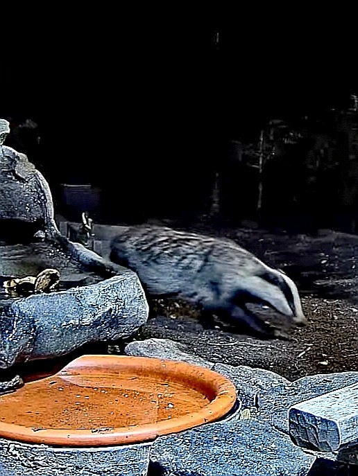 livebirdspoland_e81bded04aba3d342d9f59102ef46a61.jpg