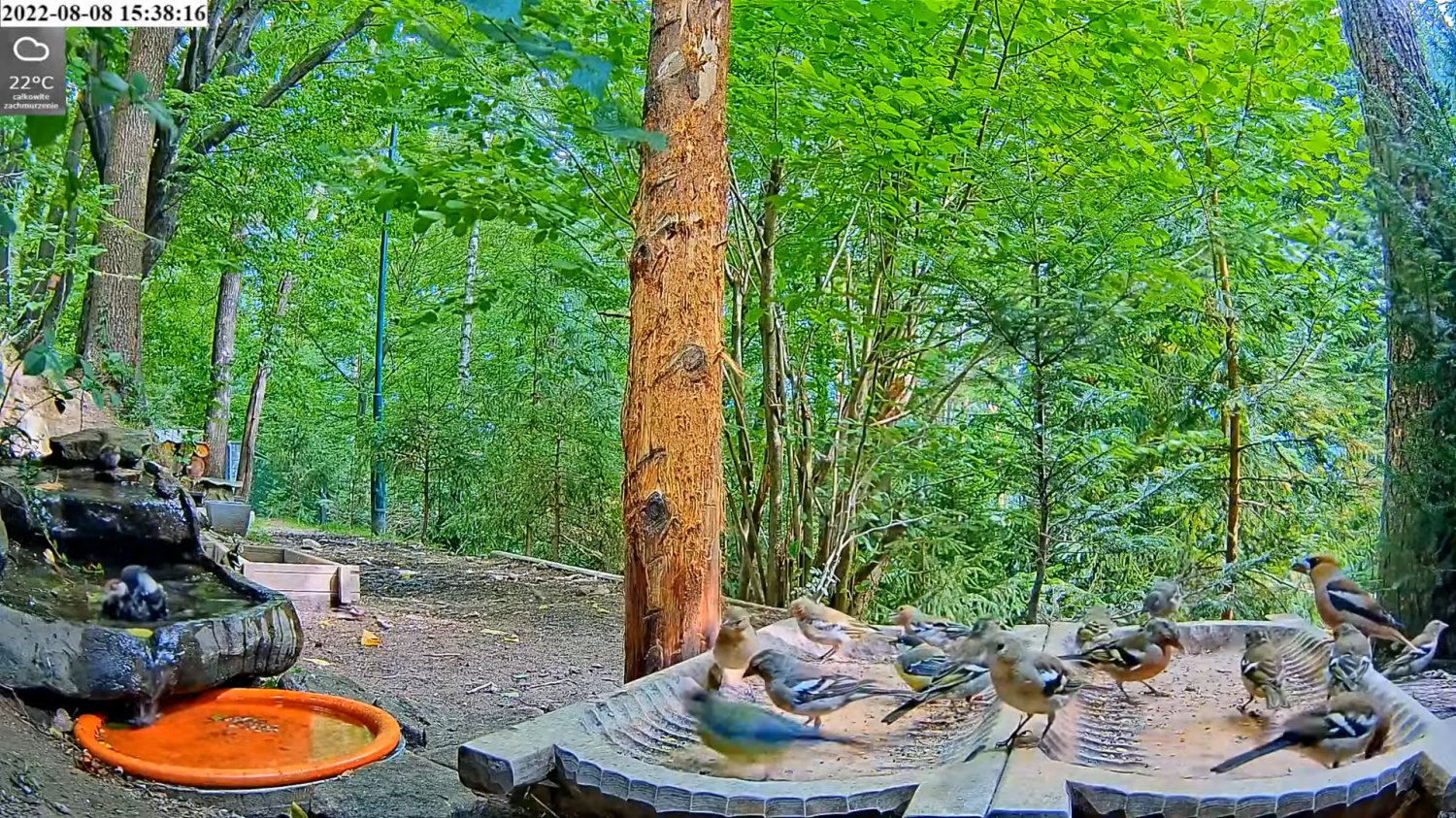 livebirdspoland_05f8b05bed4dae58ba7d53b21cede2fa.png